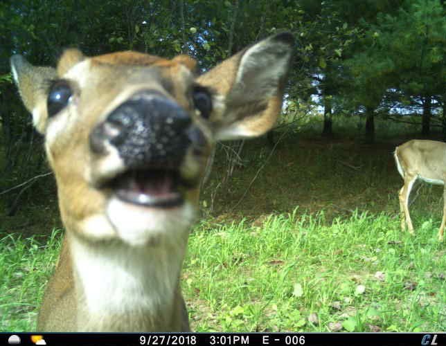Deer STEALS grass from field and EATS it in front of the security camera. When later caught, further investigation showed that they had 72 pipe bombs stored under the sink in their apartment.