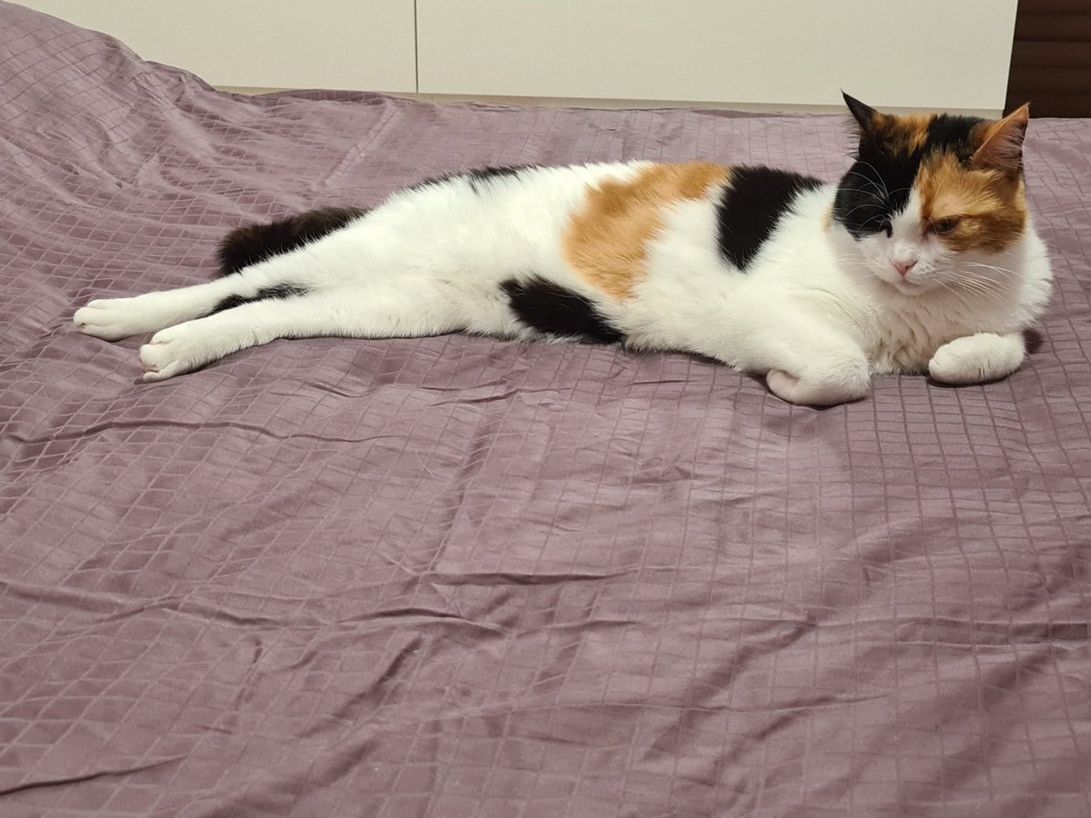 Draw me like one of your french cats