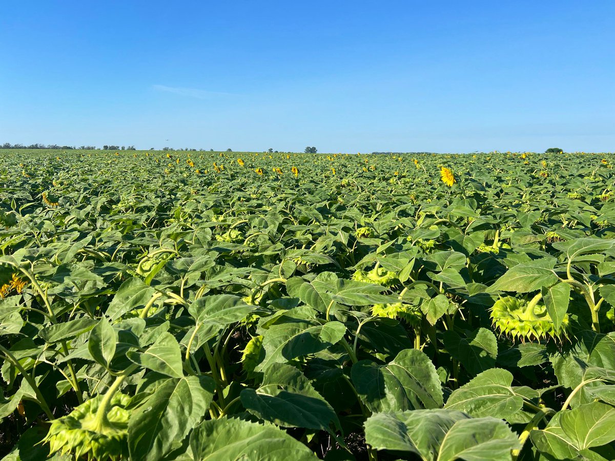 rkentcomuy's tweet photo. Hoy otra 30-40mm más y sumando a este año “niña”, cultivos con buen potencial! 20-25 días ya vamos a tener prontos los girasoles de 2da, y en 30-35 el sorgo para grano húmedo para Feedlot. #rotacion #diversificacion https://t.co/rtZCTNd8qz