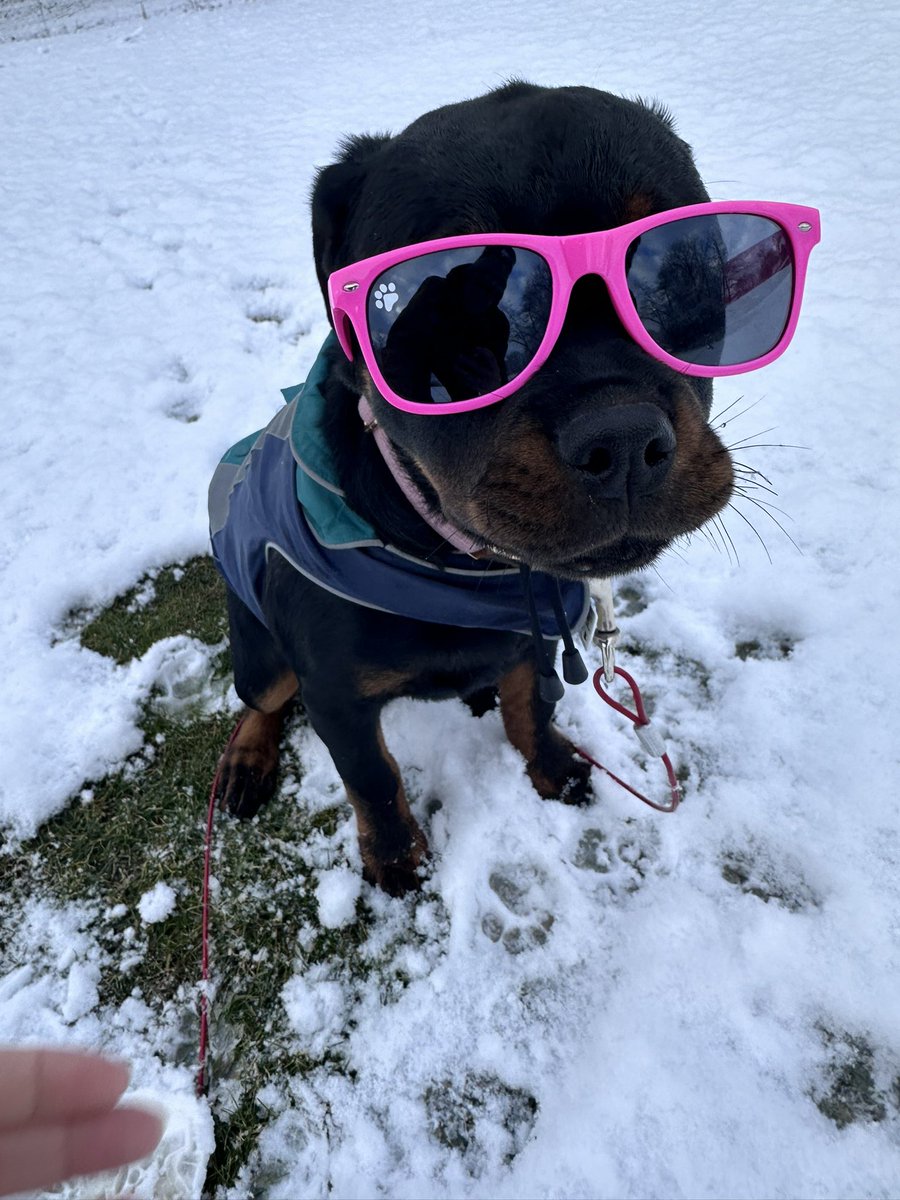PamMass15043's tweet photo. @servicerotties @cloe_the_bear @DetectiveDugDog @HeyPistol Pearl from Pittsburgh,PA https://t.co/ZvH07HwdWq