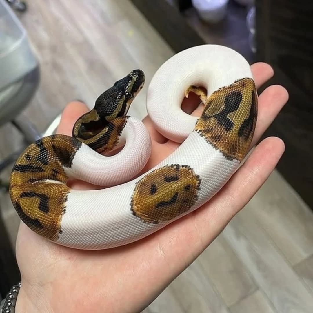 pedestrian's tweet image. Piebald python is a species of snake recognized for the patterns on its skin which resembles a smiling face
