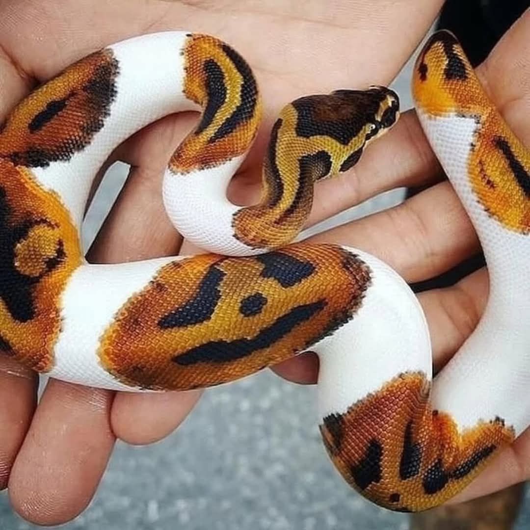pedestrian's tweet image. Piebald python is a species of snake recognized for the patterns on its skin which resembles a smiling face