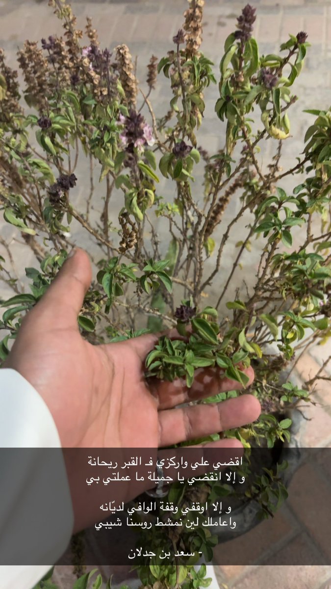 اقضي علي واركزي فـ القبر ريحانة
و إلا انقضي يا جميلة ما عملتي بي