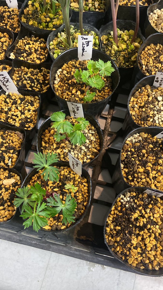 カーキ色 (@torakotokotora) on Twitter photo 