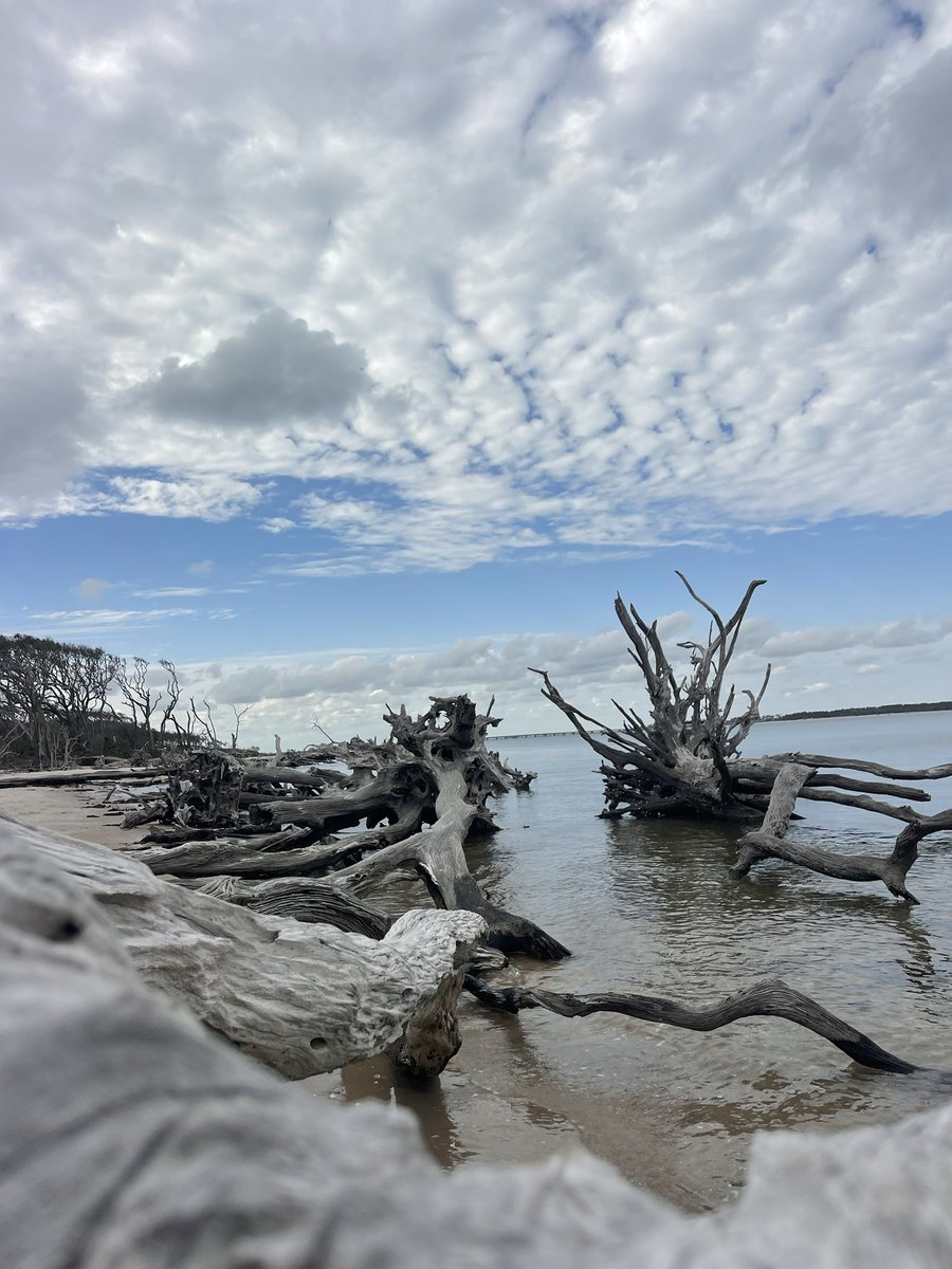 OffCourseNomad's tweet image. Driftwood Beach