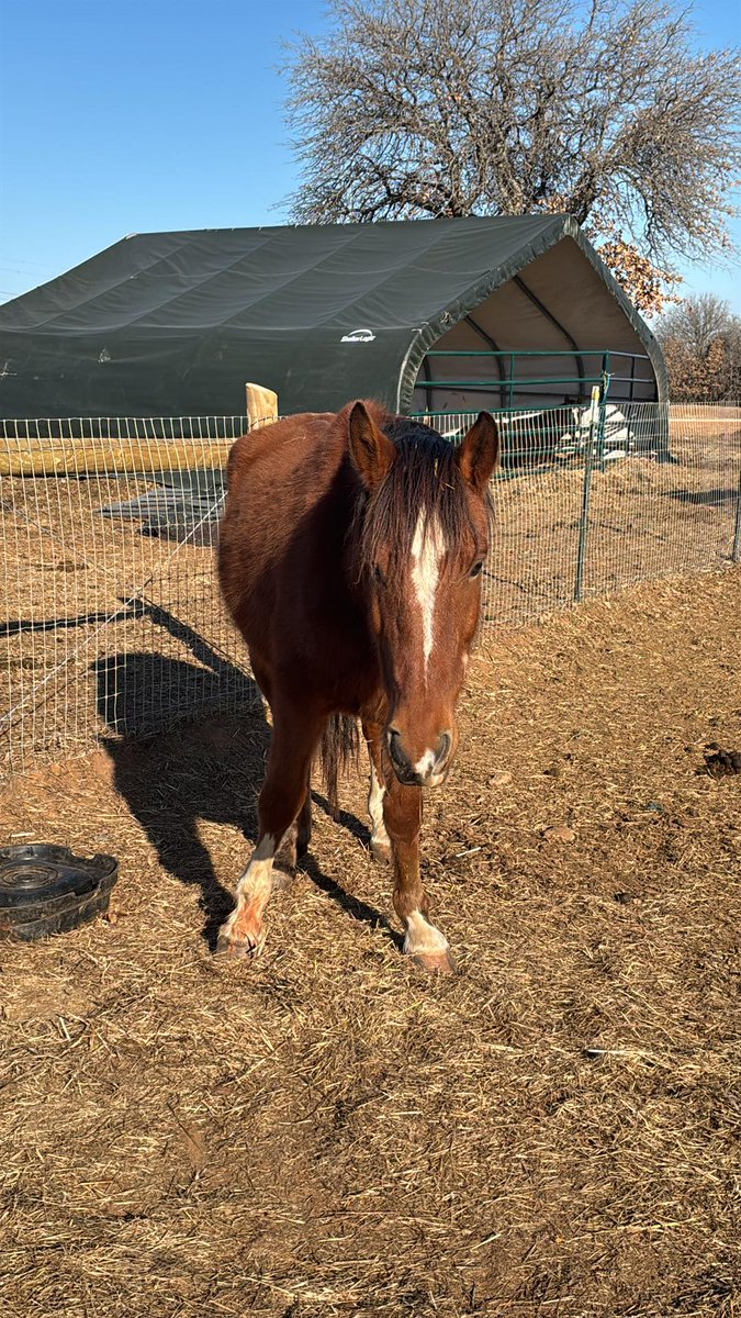 moodysally1's tweet photo. Sorry for being absent but I am working with a wonderful friend back east to help me find placement for some of our horses (including babies) that are not wild & need a person to care for them. Our sanctuary is small & for those that can't live in the human world We can't add anymore costs for foster care or boarding since we don't have enough sponsors