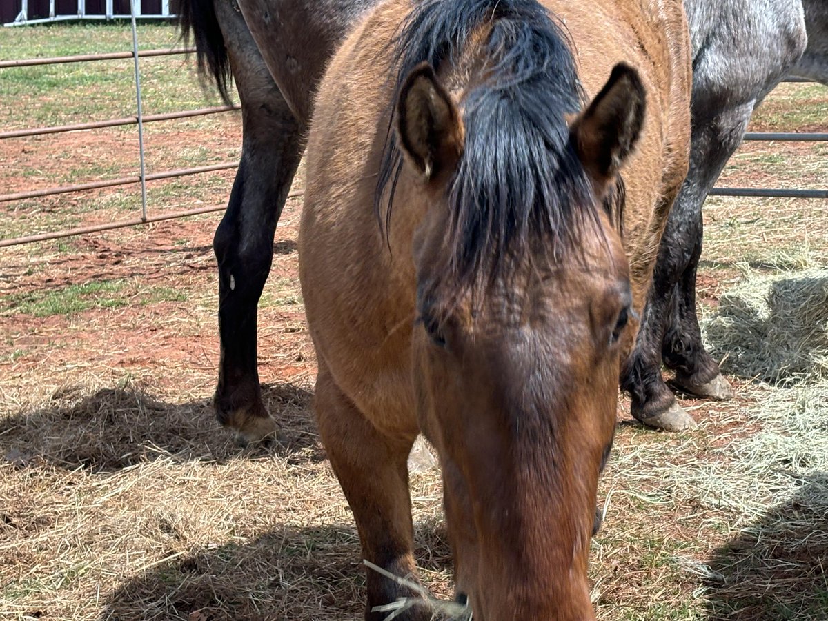 Sorry for being absent but I am working with a wonderful friend back east to help me find placement for some of our horses (including babies) that are not wild &amp; need a person to care for them. Our sanctuary is small &amp; for those that can't live in the human world We can't add
