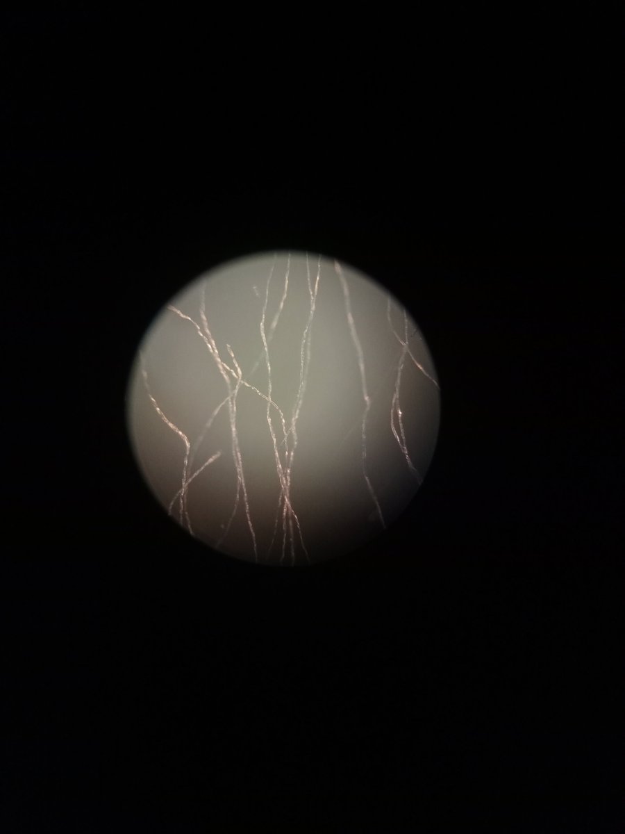 _Ri_Adams's tweet photo. 🔬 https://t.co/JImdQVo08n