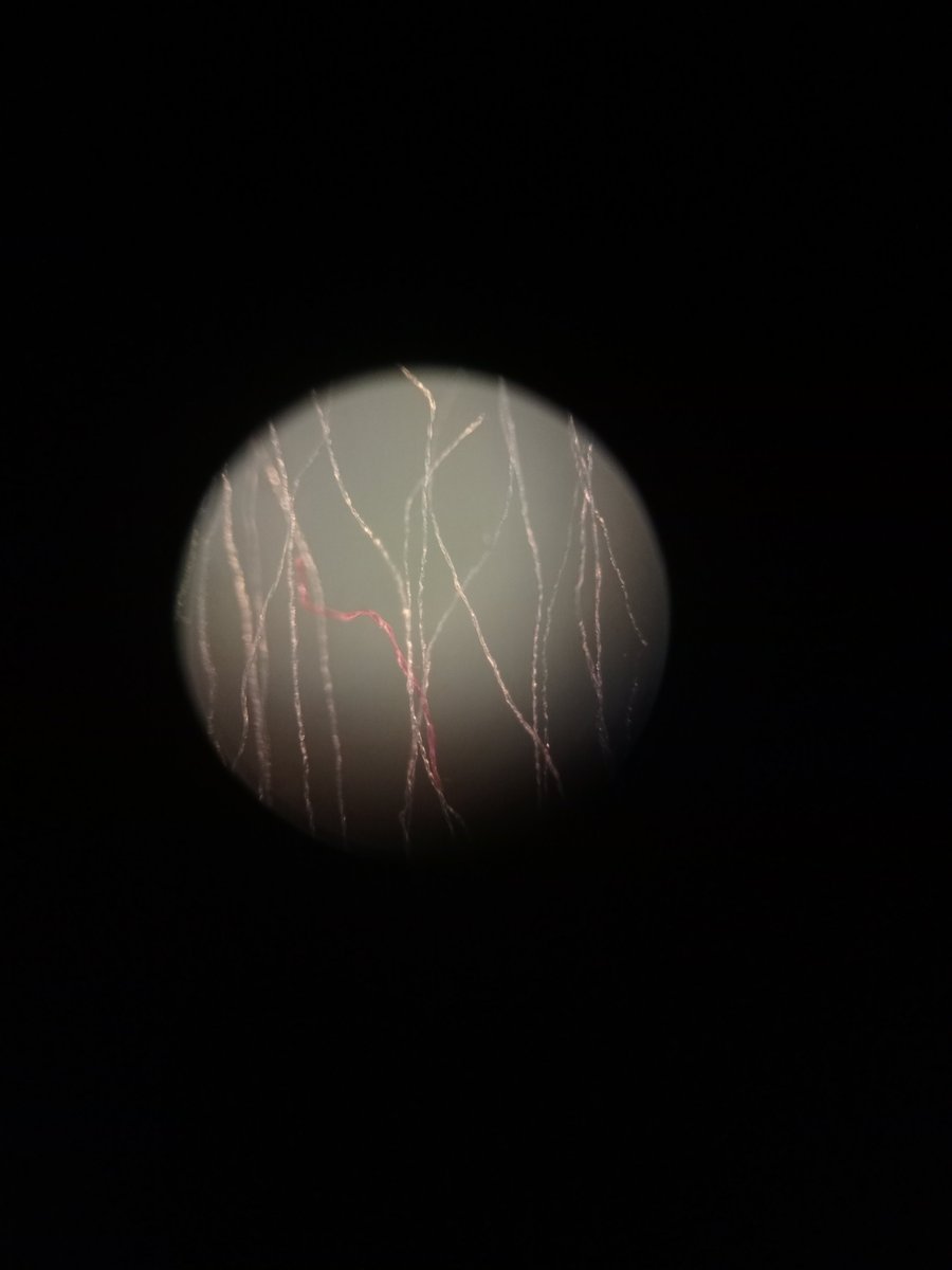 _Ri_Adams's tweet photo. 🔬 https://t.co/JImdQVo08n