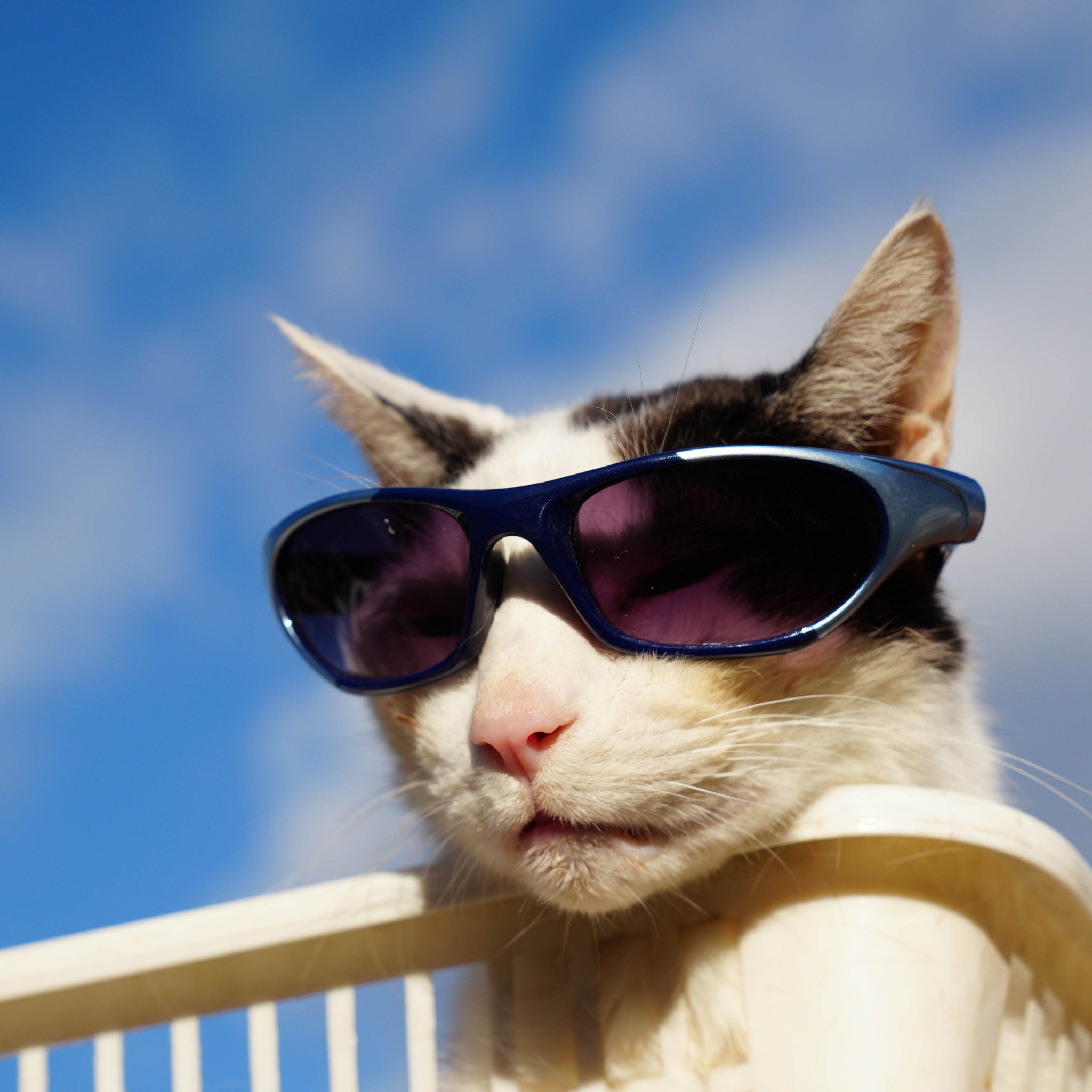 かご猫 blog on X: 