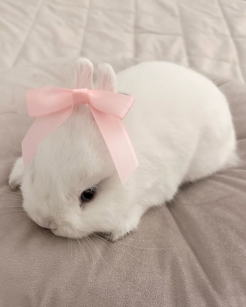 Bunnies (@bunnies) on Twitter photo 