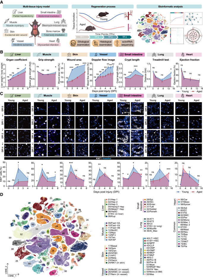 Decoding aging-dependent regenerative decline across tissues at single-cell resolution
hubs.li/Q037Z3bS0
Open stem cell research from Cell Stem Cell.