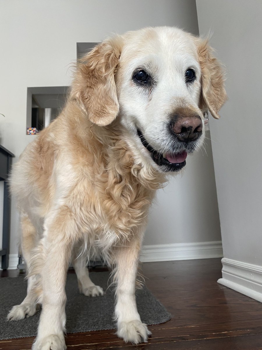 Sadie the Golden 🇨🇦🌈 tweet media