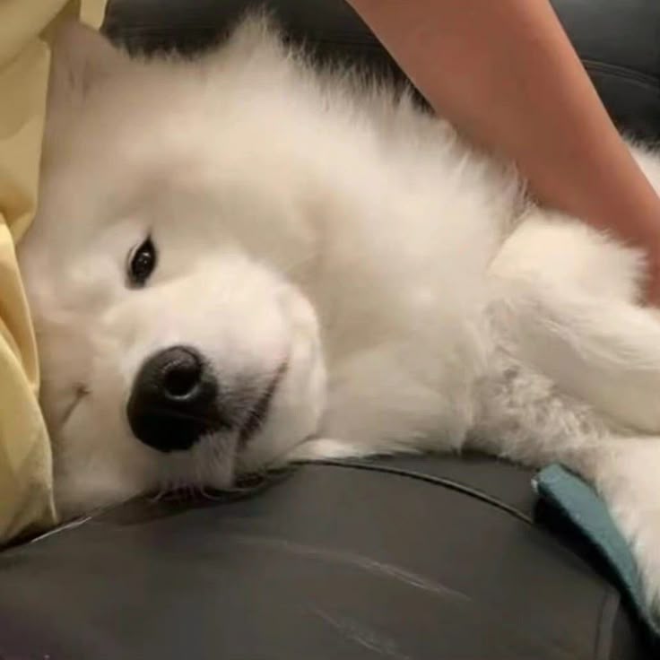 dogs so cute that could save the world (@dogssaveworld) on Twitter photo 