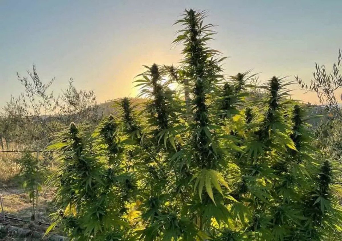 Serious question

Do yoo believe Marijuana is safer than alcohol!?