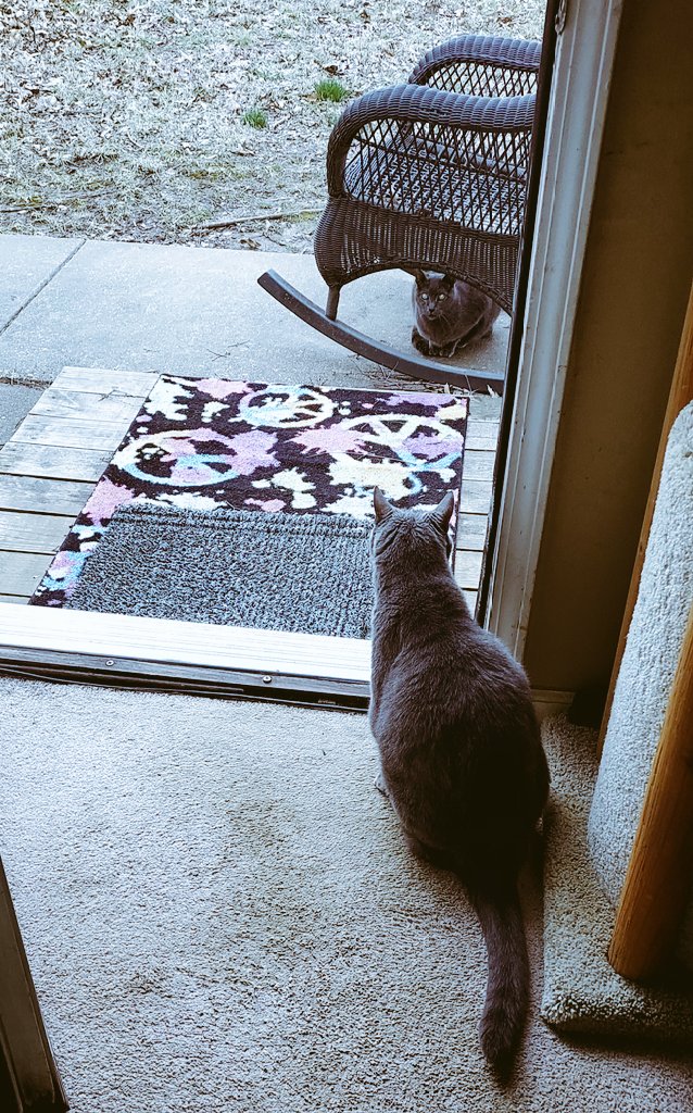 Da Bruizzerz (@blutospin) on Twitter photo Heehee ! Here we iz playing iz dat real or iz that a reflection in a mirror ? ๐โโฌ๐๐โโฌ <a href="/TeddyTedaloo/">Teddy Tedaloo</a> <a href="/irisesther54/">Iris Esther Lรณpez RIP Pixie ๐</a> <a href="/TeddysFamiwy/">The Teddy #BeMoreToddy</a> <a href="/3coolkatz/">KAL #RIP Pixie ๐</a> <a href="/badpiratemonkey/">(((kid yid & her jew dog)))</a> <a href="/belbaer/">Gregory Thetmeyer</a> <a href="/BengalPandora/">Pandora the Warrior #ZSHQ</a> <a href="/BraveWinston/">Lord Billy, nephew of FF Winston ๐ son of Bruv ๐</a> <a href="/fluffybasil/">Teddy, Pumpkin Pie & Magic</a> <a href="/MoetBlindCat/">Moet the Blind Cat</a> <a href="/Free2BeeMee/">๐Penny & Brigadier Gingie</a> <a href="/Pixie_Tooth/">Pixie Tooth ๐๐</a> <a href="/Roxy52fun/">Angel Whisky- RIP Jesse pug sausage RIP Millie</a> #CatsOnTwitter #cats Heehee ! Here we iz playing iz dat real or iz that a reflection in a mirror ? ๐โโฌ๐๐โโฌ <a href="/TeddyTedaloo/">Teddy Tedaloo</a> <a href="/irisesther54/">Iris Esther Lรณpez RIP Pixie ๐</a> <a href="/TeddysFamiwy/">The Teddy #BeMoreToddy</a> <a href="/3coolkatz/">KAL #RIP Pixie ๐</a> <a href="/badpiratemonkey/">(((kid yid & her jew dog)))</a> <a href="/belbaer/">Gregory Thetmeyer</a> <a href="/BengalPandora/">Pandora the Warrior #ZSHQ</a> <a href="/BraveWinston/">Lord Billy, nephew of FF Winston ๐ son of Bruv ๐</a> <a href="/fluffybasil/">Teddy, Pumpkin Pie & Magic</a> <a href="/MoetBlindCat/">Moet the Blind Cat</a> <a href="/Free2BeeMee/">๐Penny & Brigadier Gingie</a> <a href="/Pixie_Tooth/">Pixie Tooth ๐๐</a> <a href="/Roxy52fun/">Angel Whisky- RIP Jesse pug sausage RIP Millie</a> #CatsOnTwitter #cats