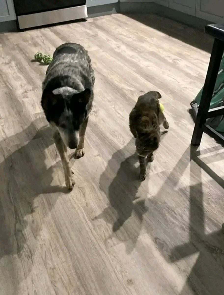 “The kitty cat is 19 years old. She is frail and deaf, but still enjoys eating and being cuddled. The dog has self-assigned as her guardian. When kitty cat is awake and wandering around the house, Dog is always where she can watch. Sometimes kitty gets “lost”, forgetful of her