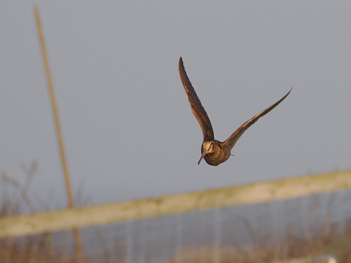 Harry's Birds & Wildlife (@birdinghawkeye) on Twitter photo As the 1st double figure movement of Siskins and Chaffinches for the spring at Spurn started to get underway, this Woodcock made a brief but incredibly close pass as it flew south this morning. One of very few in-focus images I've ever managed to get of these! <a href="/spurnbirdobs/">Spurn Bird Observatory</a> As the 1st double figure movement of Siskins and Chaffinches for the spring at Spurn started to get underway, this Woodcock made a brief but incredibly close pass as it flew south this morning. One of very few in-focus images I've ever managed to get of these! <a href="/spurnbirdobs/">Spurn Bird Observatory</a>