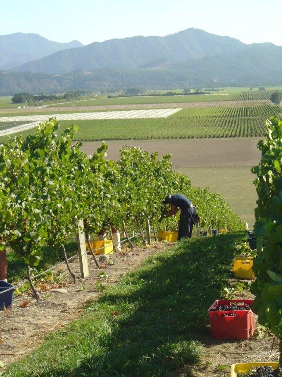 DeltaEstates's tweet image. Throwing it back to this time 10 years ago, hand harvesting up on the Terrace of our Delta Vineyard here in Marlborough #nzwine #nzv25