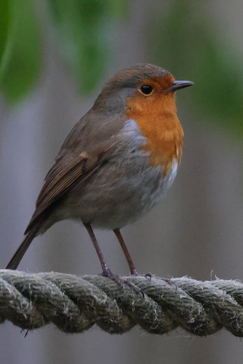 cranky1456's tweet photo. Sorry about missing yesterday's #DailyRobin set, but here's today's before I forget. Taken @PeakWP on the 09/02/25
#birds #wildlifephotography @Natures_Voice #naturephotography #ukwildlife #birdphotography #naturetherapy #photography #Robins #wildlife https://t.co/PiuboLvz0U