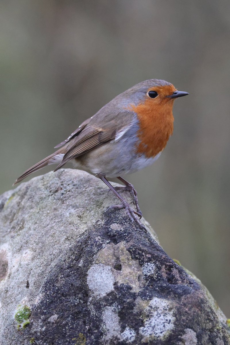 cranky1456's tweet photo. Sorry about missing yesterday's #DailyRobin set, but here's today's before I forget. Taken @PeakWP on the 09/02/25
#birds #wildlifephotography @Natures_Voice #naturephotography #ukwildlife #birdphotography #naturetherapy #photography #Robins #wildlife https://t.co/PiuboLvz0U