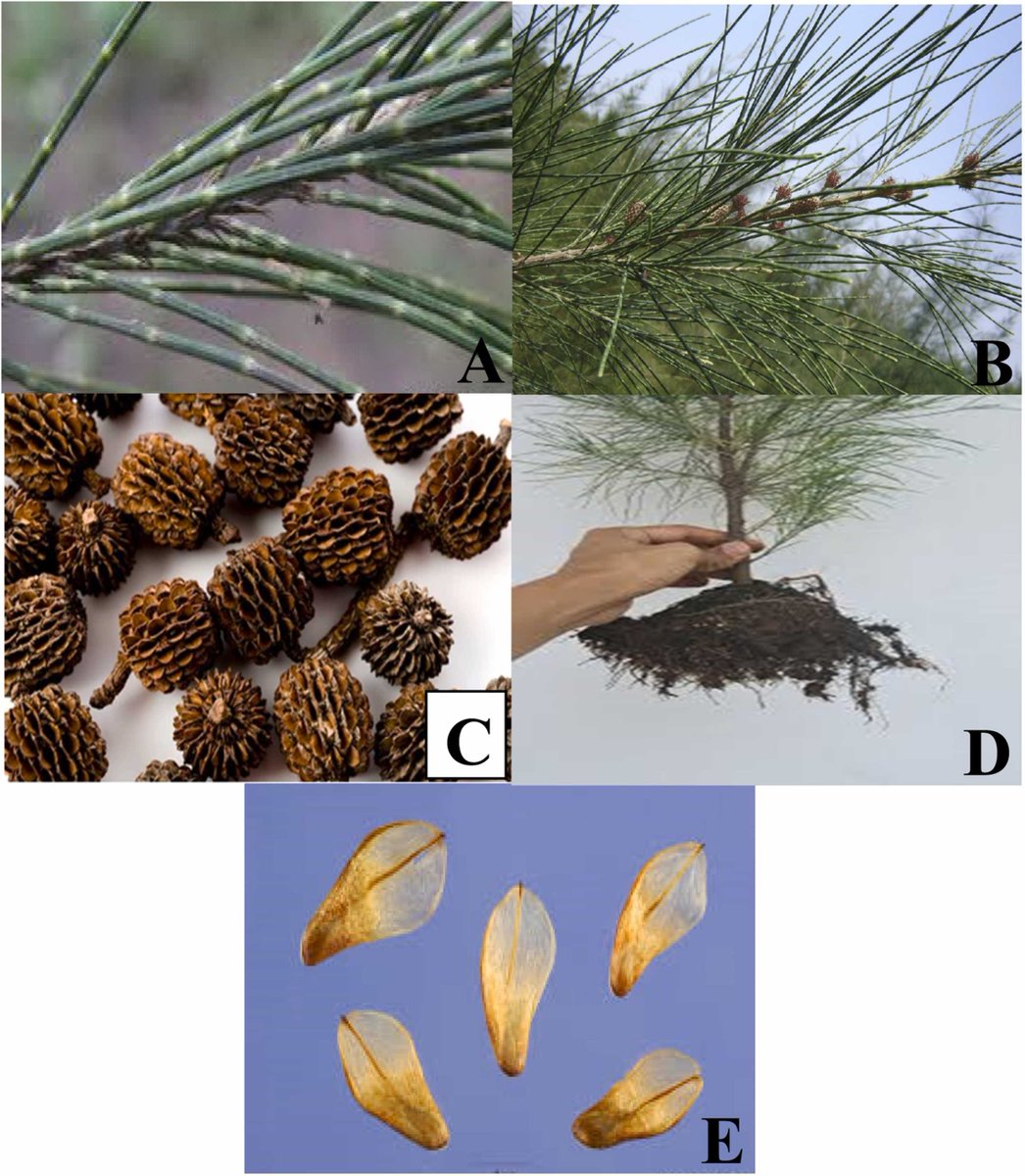 Dive into this comprehensive review on the chemical composition and pharmacological applications of Casuarina equisetifolia: authors.elsevier.com/a/1khUlAUp3ce0…
Free access until 20-Apr-25.
#CasuarinaEquisetifolia #PharmacolRes #NaturalProducts #Research