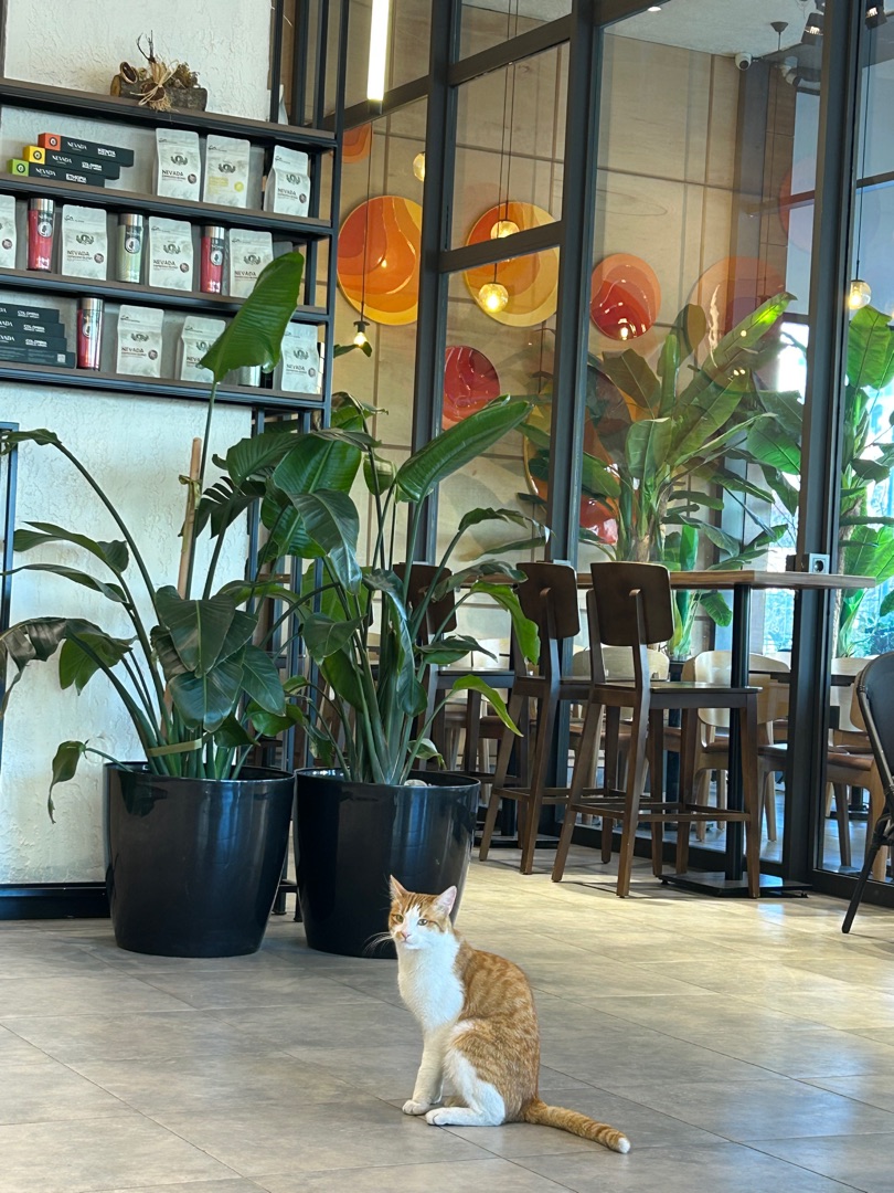 🐾☕ Nevada Coffee, Çorlu, hem çalışmak hem de minik dostlarını yanınıza almak isteyenler için harika bir mekan! Hem rahat bir çalışma ortamı sunuyor, hem de hayvan dostu olmasıyla kediler ve köpeklerle keyifli bir kahve molası yapmanıza olanak tanıyor.

Daha fazla bilgi ve