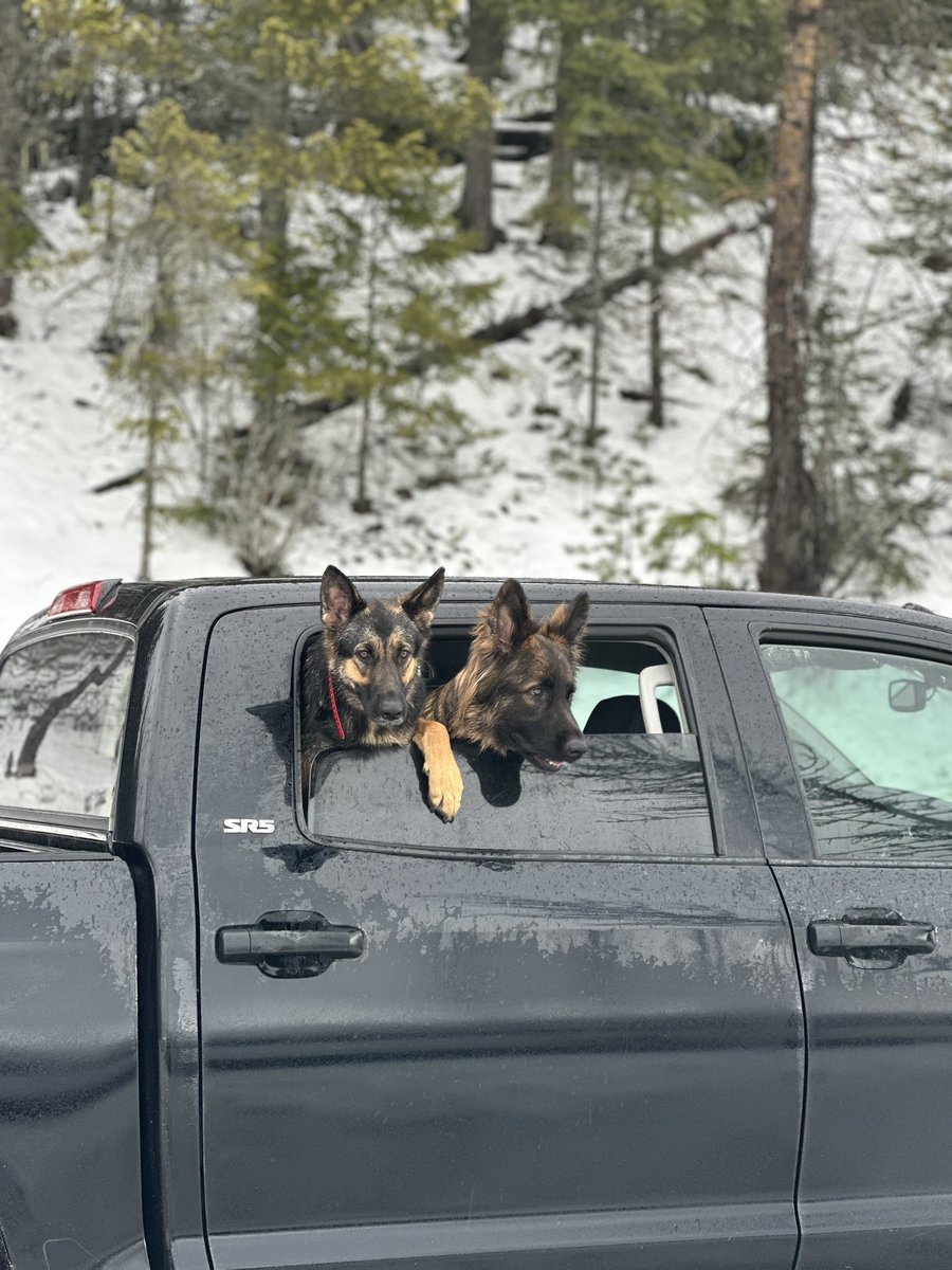 ghiem's tweet photo. I think and talk insurance all week.
The times I donโt are because Iโm with my dogs and we are doing dog things.
#pups #dogthings https://t.co/vBNun7hW8d