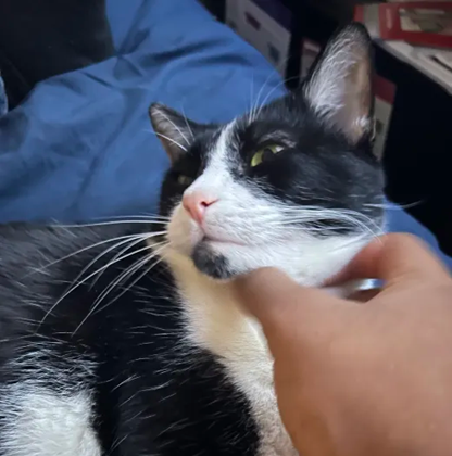 maxillaries's tweet image. TL;DR: 2 weeks ago, my cat developed a respiratory infection and we need 139usd to send x-rays to a radiologist.

we don't want to wait for the next paycheck to do so, in case his condition abruptly worsens.

pp: paypal.me/incisors
cash: $caterwaul

expanded info in replies.