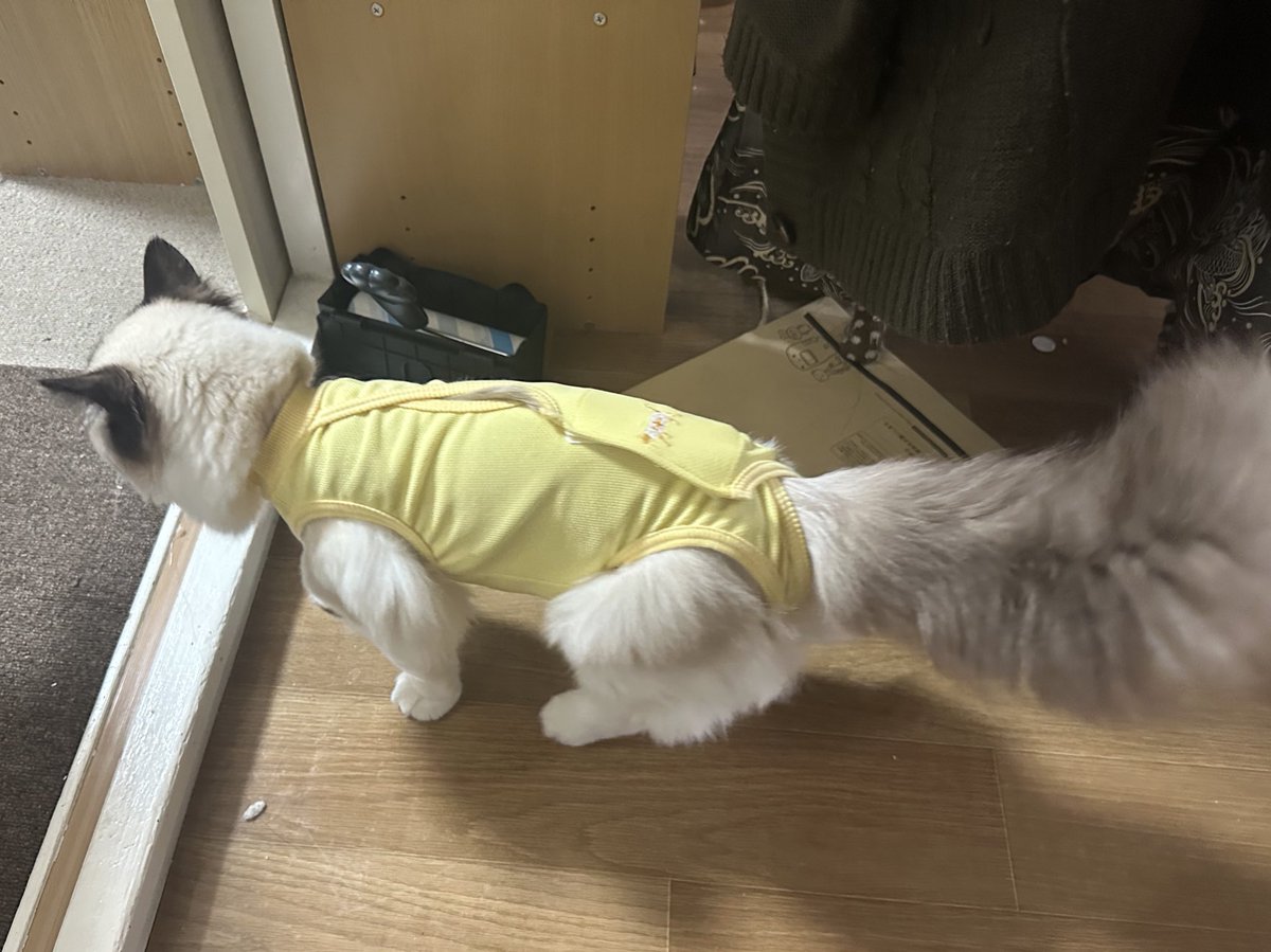 先日、手術を行いました🐱
防護服を着てるのですが、、、
遊園地にあるやつぅ〜🤭
稲中って言われてる乗り物に見えるのは私だけ？
笑っちゃいけないけどね笑