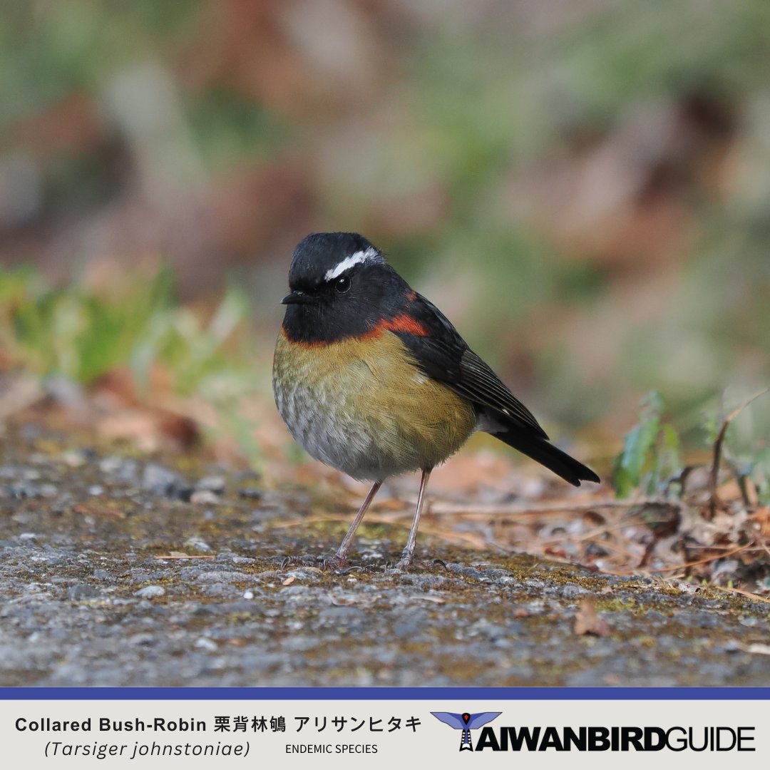 taiwanbirdguide's tweet photo. Male #CollaredBishRobin #栗背林鴝 #アリサンヒタキ in #YushanNP

#TaiwanEndemicSpecies #bird #birding #birdtour #TaiwanBirdGuide #Taiwan https://t.co/BpXRz50GGu