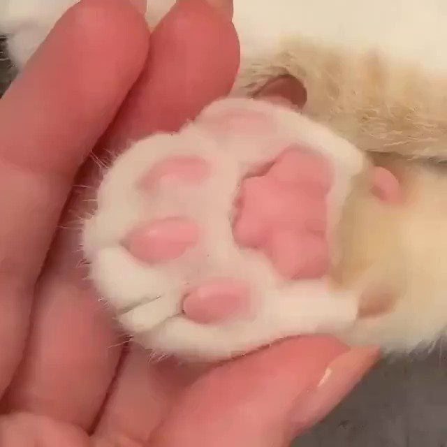 ยัยเนโกะ