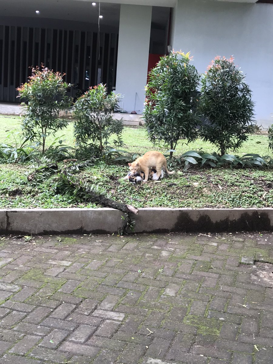 Anotherboyfiee's tweet photo. @mfs_ub Nih nder, depan auditorium lagi melakukan adegan dewasa https://t.co/u3CQLHNmbY