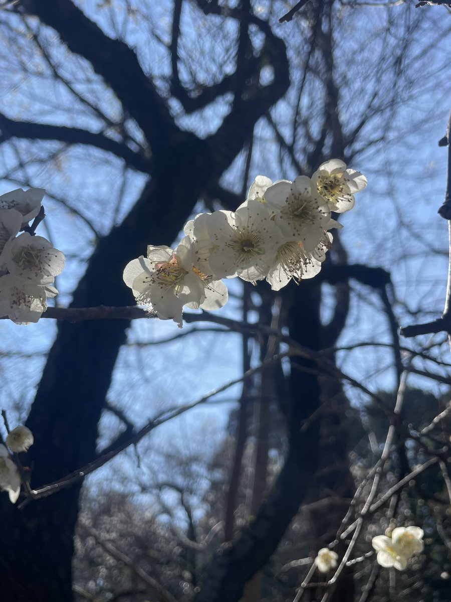 早速朝
40分のお散歩へ🚶
朝ごはん:卵生姜スープ　　
　　　　納豆ご飯（150グラム）