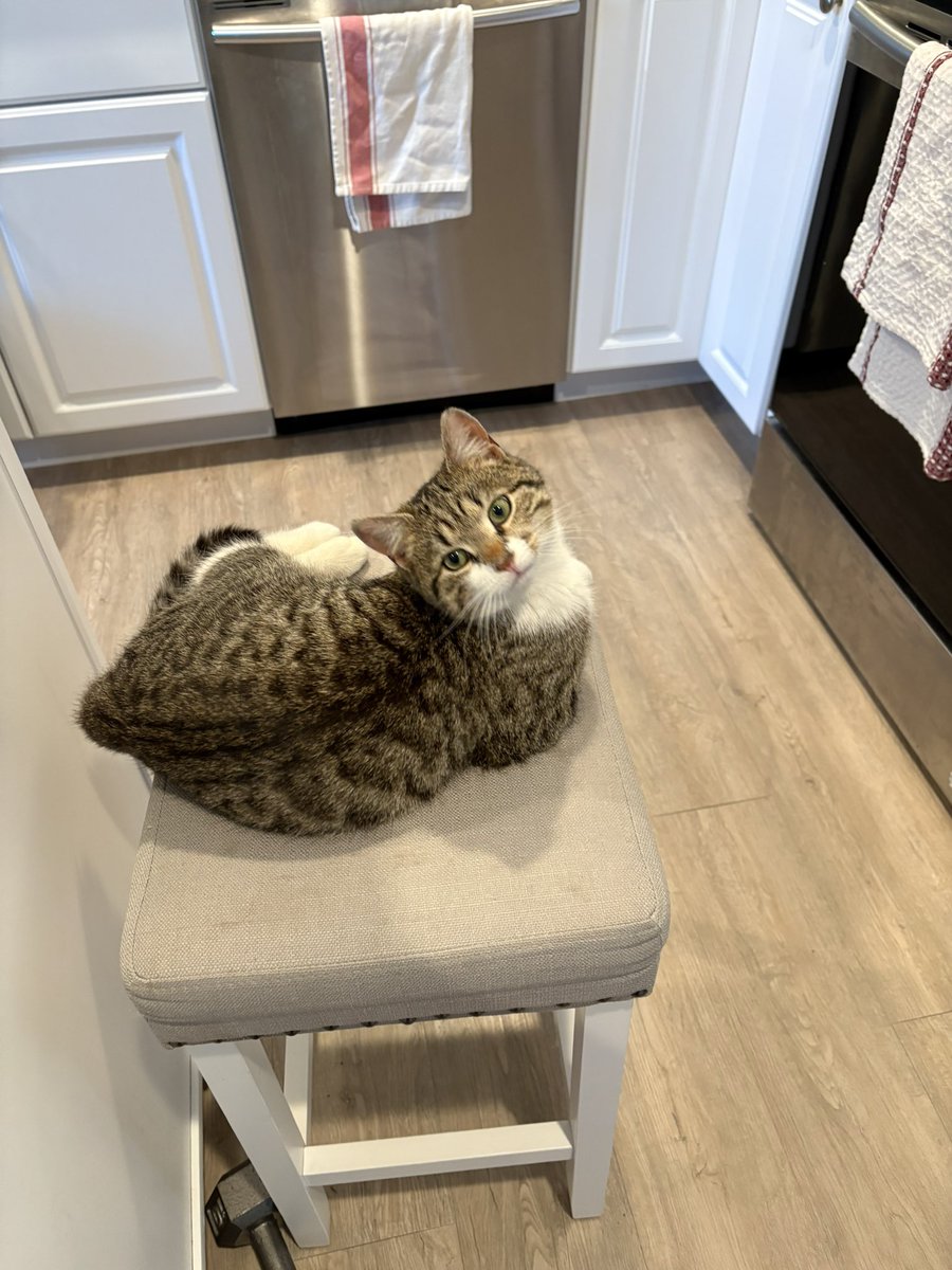 My sisters cat, King George. Ain’t he a sweetie?