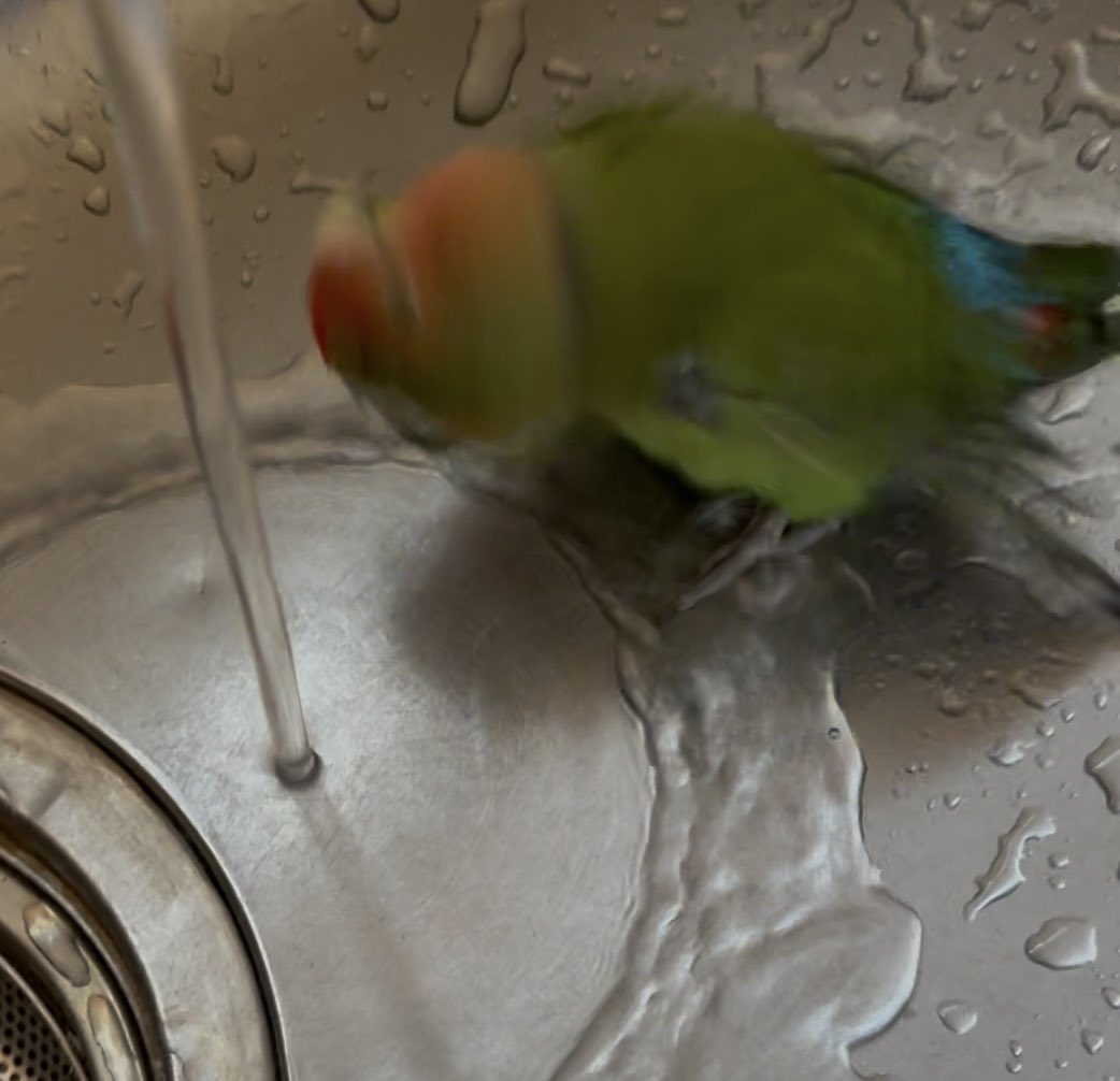 LxxTiro's tweet photo. 久しぶりの水遊びだねー
気持ちいいねえ！

水遊びの時の高速ブルブル好き

#コザクラインコ
#さくらもち https://t.co/PGVtL3042f