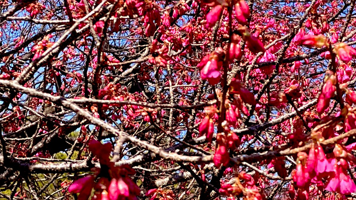 お散歩日和🌸✨
蕾も一週間でこんなに膨らんでます✨😳