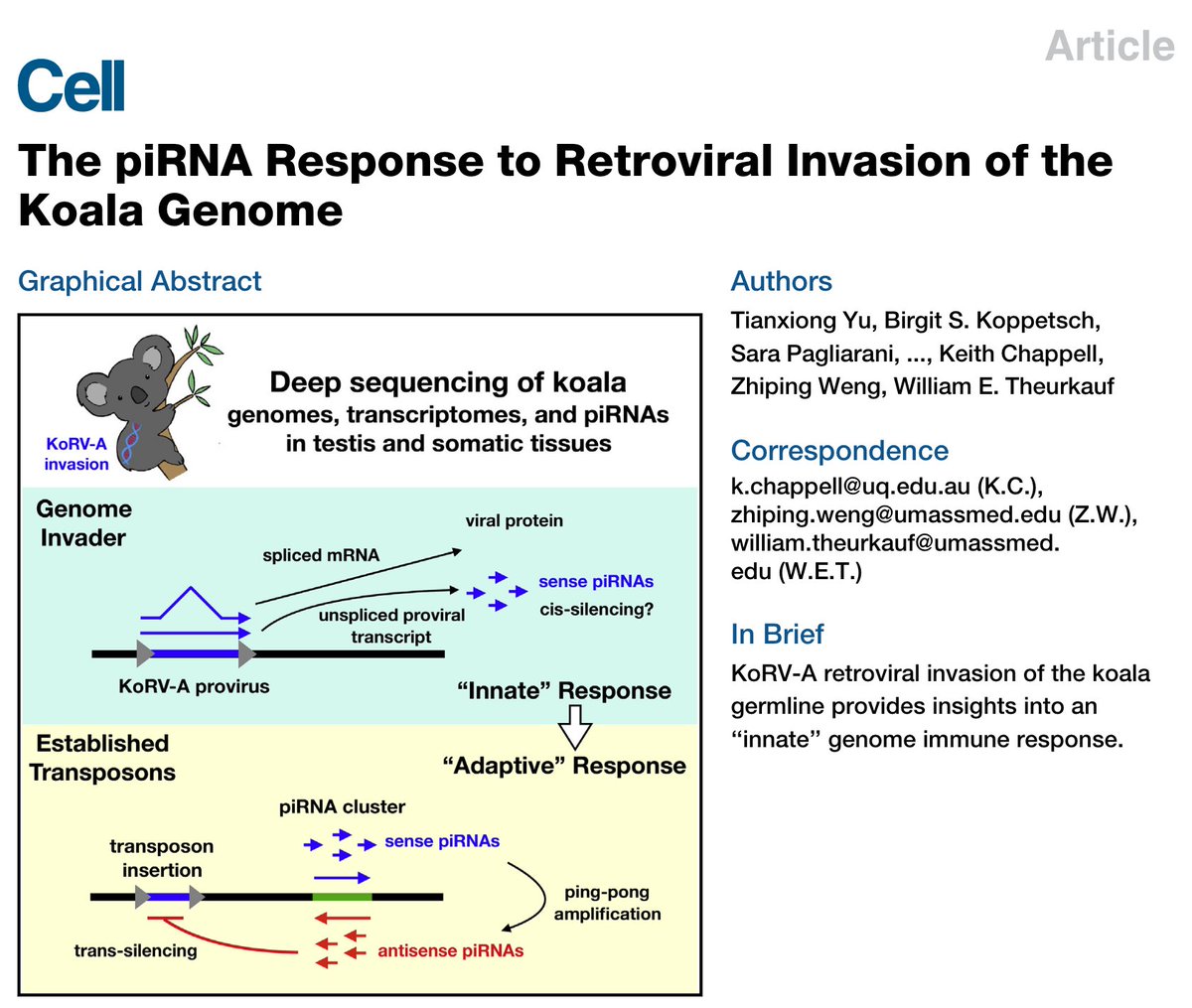 I am thrilled to share our story online at
<a href="/CellCellPress/">Cell</a> . Big thanks to all authors: <a href="/ZhipingWeng/">Zhiping Weng</a> , Bill,
<a href="/jeremyluban/">Jeremy Luban</a> , Keith...!  authors.elsevier.com/c/1kjdaL7PXu...
How to tame a genome invader? It takes wild koalas 🐨🐨 to learn it.
#Retrovirus #koala #piRNA
More below 👇