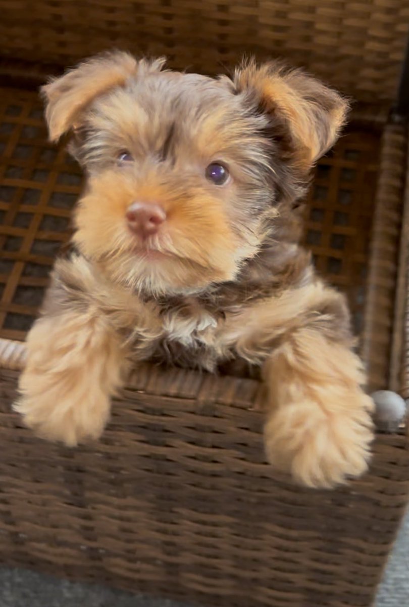 vader_brand's tweet photo. Check out this Chocolate Female yorkie we have for a new home. We are in north AL if anyone is interested https://t.co/5yC9F4zq1W