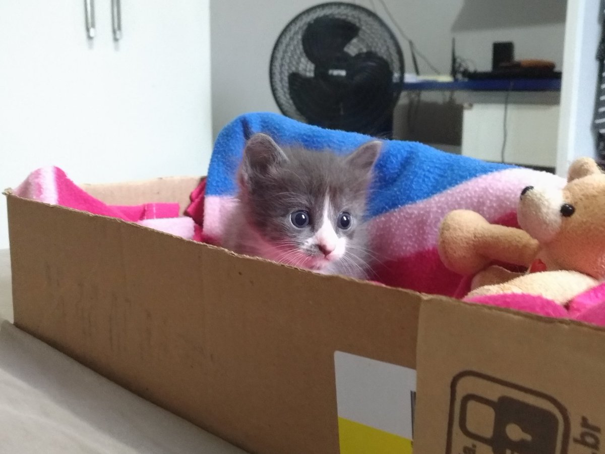 generikka's tweet photo. a bichinha era uma coitada https://t.co/q0fhuEOg3F