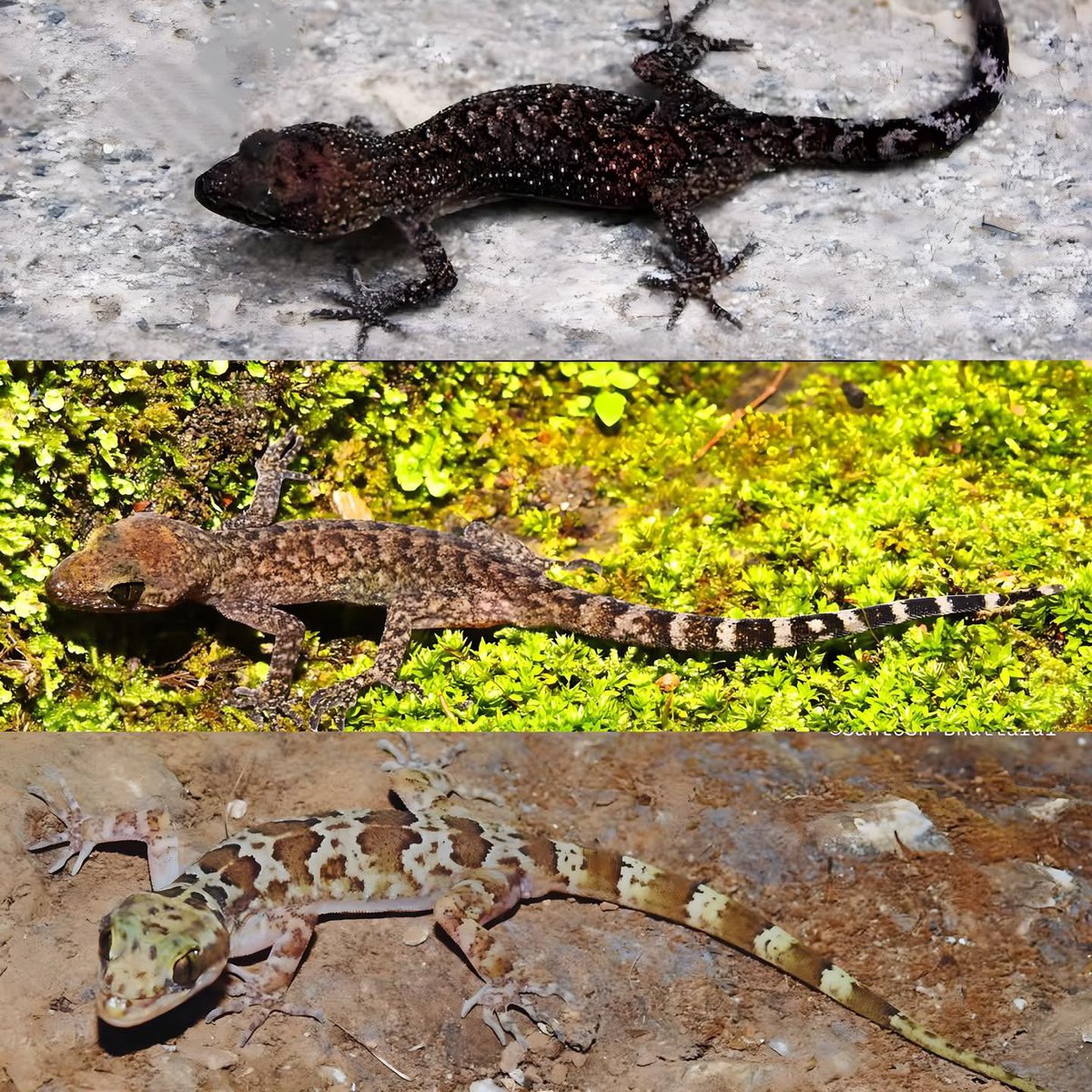 New Discovery in Nepal: Three new species of Lizards have been discovered in Gorkha, Kaski and Chitwan by a team of researchers of different countries including three researchers from Nepal and they are named scientifically as Cyrtodactylus karanshahi, Cyrtodactylus