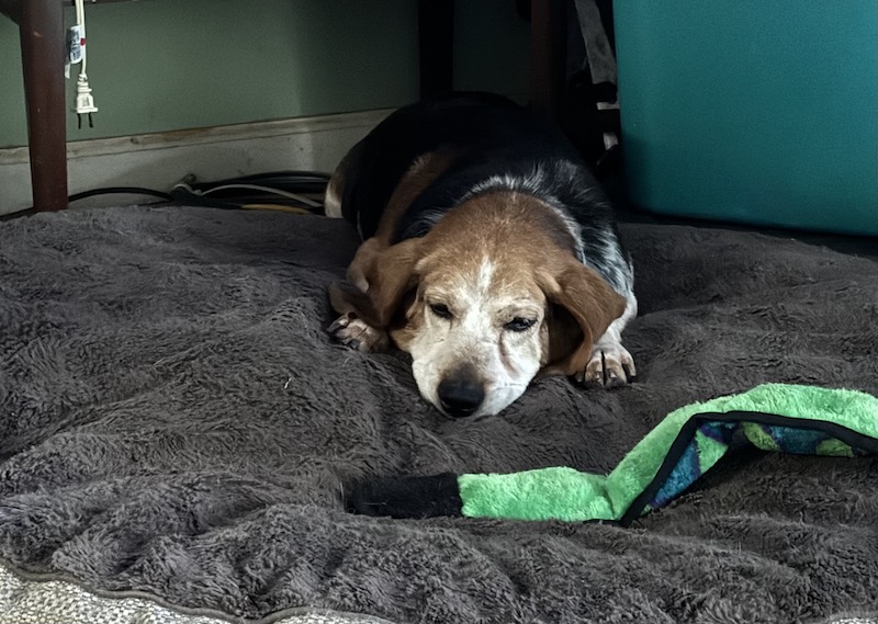 TriBeagles's tweet image. Adoptable #beagle of the day BUZZ tribeagles.org/product/buzz-2/
