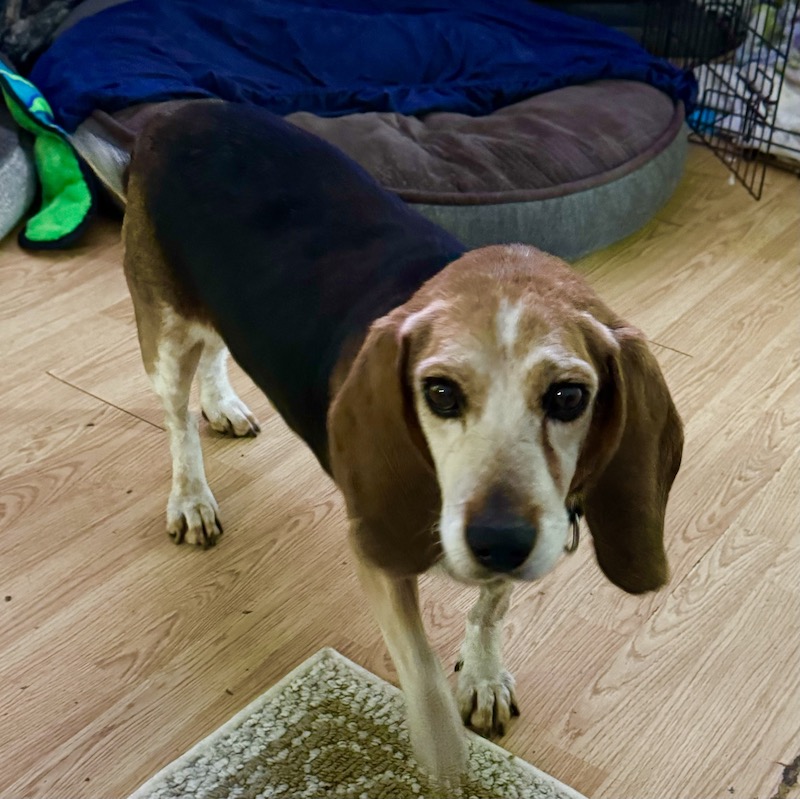 TriBeagles's tweet image. Adoptable #beagle of the day BUZZ tribeagles.org/product/buzz-2/