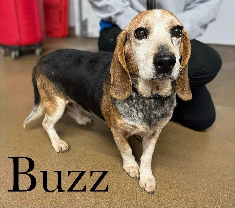 TriBeagles's tweet image. Adoptable #beagle of the day BUZZ tribeagles.org/product/buzz-2/