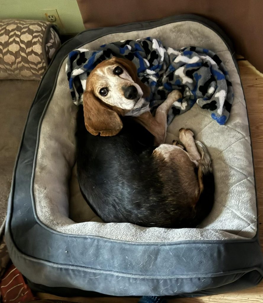 TriBeagles's tweet image. Adoptable #beagle of the day BUZZ tribeagles.org/product/buzz-2/