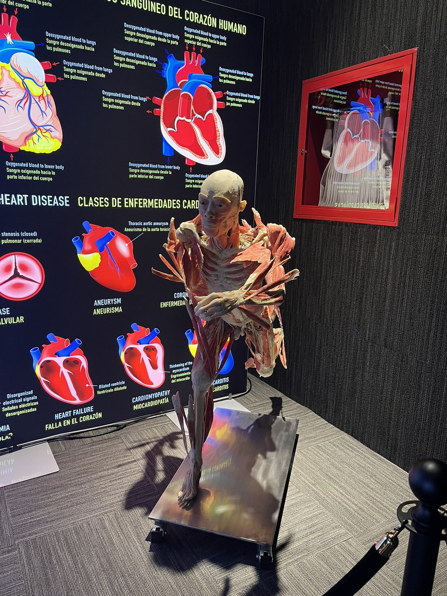 calwnnd's tweet photo. Vayan al museo de cuerpos en Miraflores https://t.co/1hmsDDt8l1