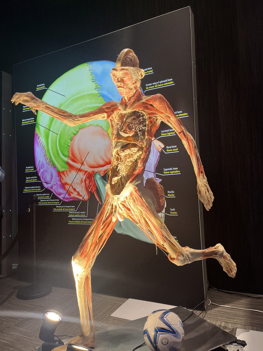 calwnnd's tweet photo. Vayan al museo de cuerpos en Miraflores https://t.co/1hmsDDt8l1