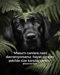 endoplazmikbirkulum tweet media