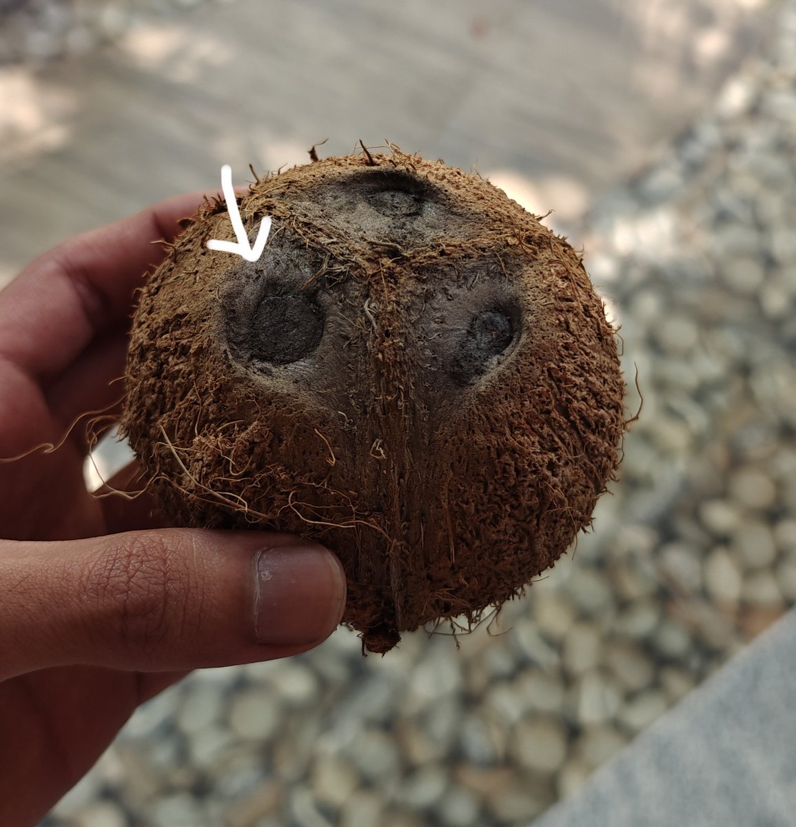 shetty_athreya's tweet photo. #TriviaSunday #Agriculture
Everyone knows that a #Coconut tree is born when you plant a dried coconut from the kirana shop. But did you know where the actual embryonic seed is located?
There are 3 'eyes' on every coconut which we see as the black dots arranged on top. Of these 3, only 1 actually contains the embryo. This eye can be identified with its bigger size and softer cap when pressed.
If you break open the coconut and extract the khopra very carefully, you will see the actual embryonic seed embedded within the khopra right beneath the embryonic eye as shown below!
Yes, this tiny cork like structure is the humble beginnings of huge coconut trees you see around you ๐ด
So the next time you see a coconut tree, remember it's tiny origins and humbly accept Nature's engineering ๐ค