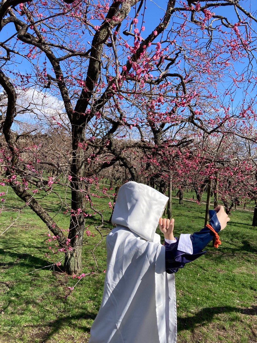 こよみさんにお衣装借りて、まんばちゃで梅撮影行ってまいりました報告
夜写真あげます💕